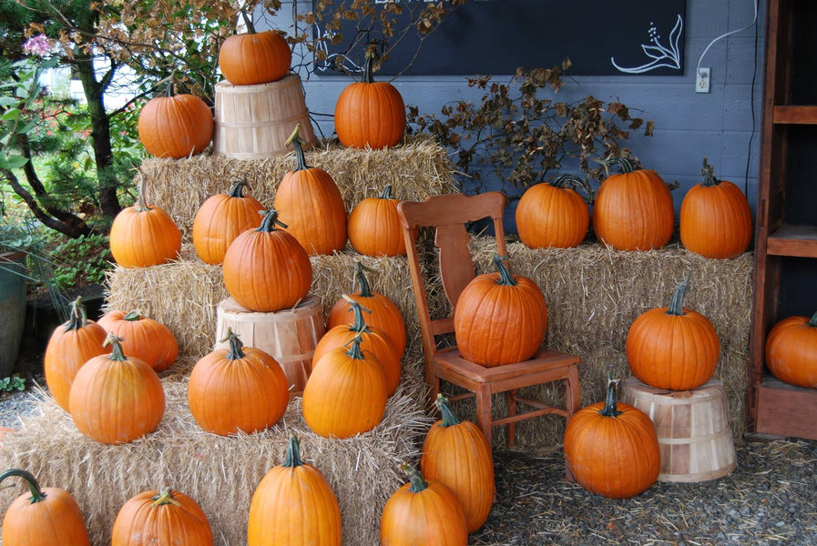 Festival of Family Farms this weekend!